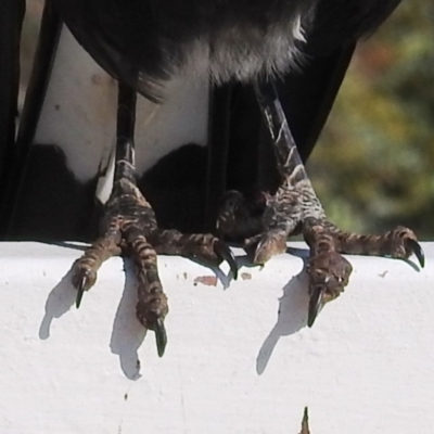 Gymnorhina tibicen (Australian Magpie) at Red Hill Nature Reserve - 15 May 2020 by HelenCross