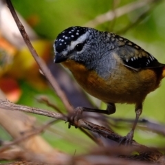 Pardalotus punctatus (Spotted Pardalote) at Florey, ACT - 19 May 2020 by Kurt