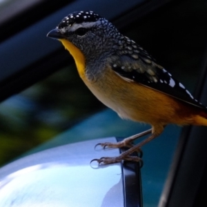 Pardalotus punctatus at Florey, ACT - 19 May 2020