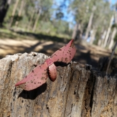 Parepisparis lutosaria (Bright Twisted Moth) at Lochiel, NSW - 11 May 2020 by skye