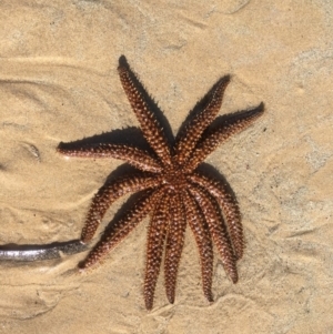 Coscinasterias muricata at Merimbula, NSW - 18 May 2020