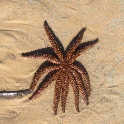 Coscinasterias muricata (Eleven-armed Seastar) at Merimbula, NSW - 18 May 2020 by SueMuffler