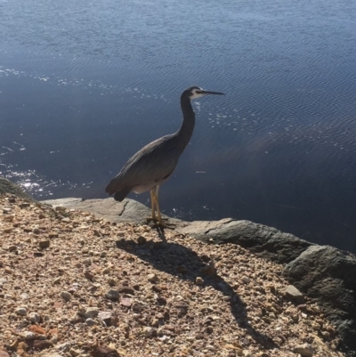 Egretta novaehollandiae (White-faced Heron) at Merimbula, NSW - 15 May 2020 by SueMuffler