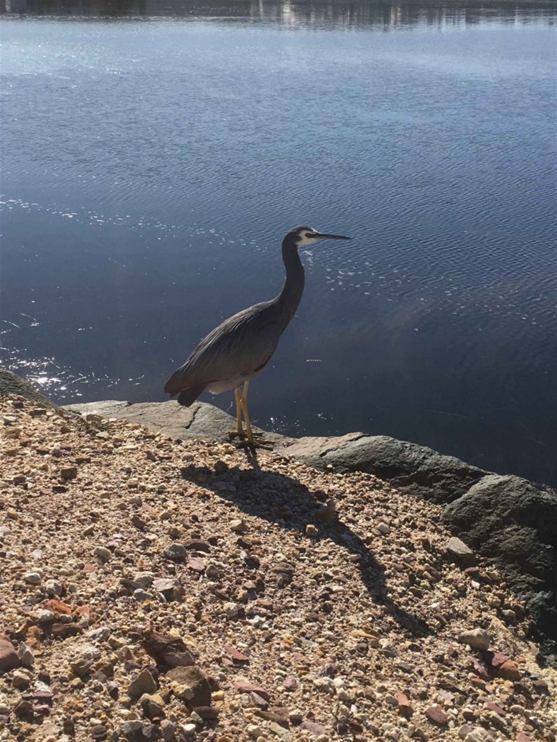 Egretta novaehollandiae at Merimbula, NSW - 15 May 2020 12:42 PM