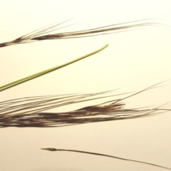 Nassella neesiana (Chilean Needlegrass) at Isaacs Ridge and Nearby - 19 May 2020 by Mike