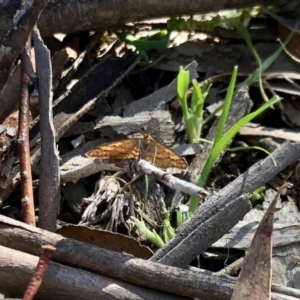 Scopula rubraria at Dunlop, ACT - 17 May 2020 10:25 AM