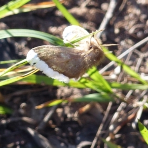 Euproctis marginalis at Black Range, NSW - 19 May 2020