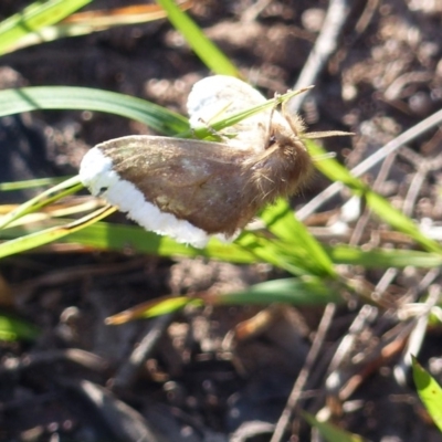 Euproctis marginalis (Margined Browntail Moth) at Black Range, NSW - 19 May 2020 by MatthewHiggins