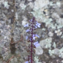 Coleus australis (Cockspur Flower) at Black Range, NSW - 19 May 2020 by MatthewHiggins