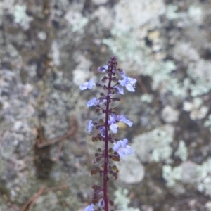 Plectranthus parviflorus at Black Range, NSW - 19 May 2020