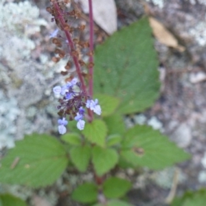 Plectranthus parviflorus at Black Range, NSW - 19 May 2020