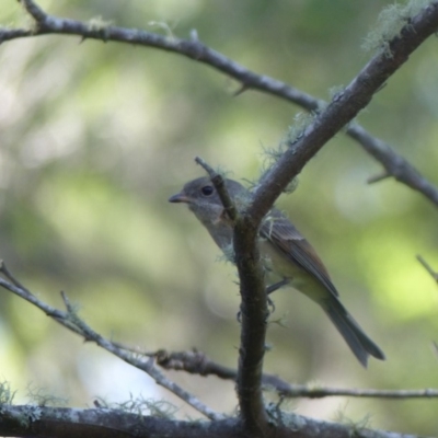 Pachycephala pectoralis (Golden Whistler) at Black Range, NSW - 19 May 2020 by MatthewHiggins