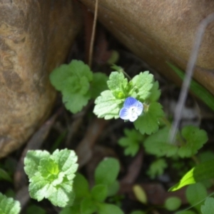 Veronica persica at Wamboin, NSW - 20 Apr 2020 06:30 PM