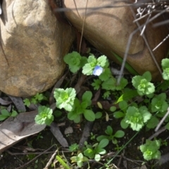 Veronica persica at Wamboin, NSW - 20 Apr 2020