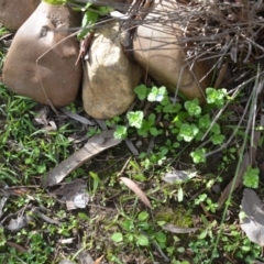 Veronica persica at Wamboin, NSW - 20 Apr 2020