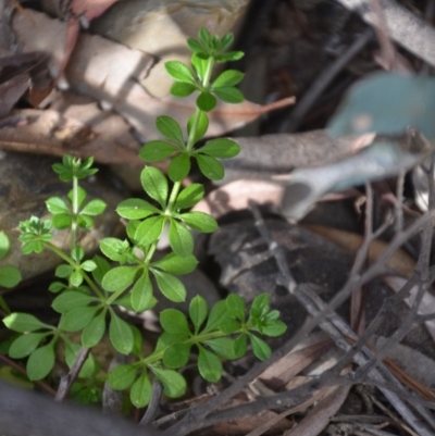 Galium aparine (Goosegrass, Cleavers) at Wamboin, NSW - 20 Apr 2020 by natureguy