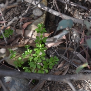 Galium aparine at Wamboin, NSW - 20 Apr 2020