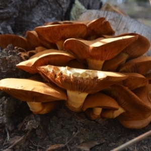 Gymnopilus junonius at Wamboin, NSW - 20 Apr 2020