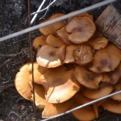 Gymnopilus junonius at Wamboin, NSW - 20 Apr 2020