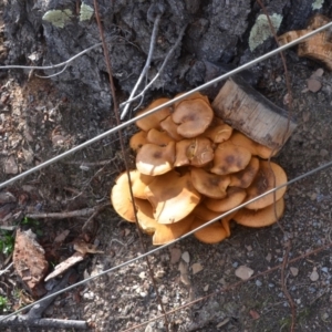 Gymnopilus junonius at Wamboin, NSW - 20 Apr 2020