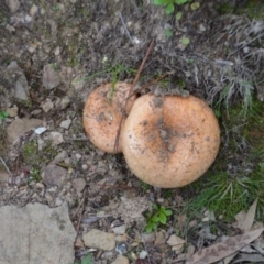 Lactarius deliciosus (Saffron Milkcap) at Wamboin, NSW - 20 Apr 2020 by natureguy