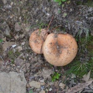 Lactarius deliciosus at Wamboin, NSW - 20 Apr 2020