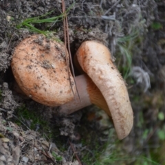 Lactarius deliciosus at Wamboin, NSW - 20 Apr 2020