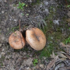 Lactarius deliciosus at Wamboin, NSW - 20 Apr 2020