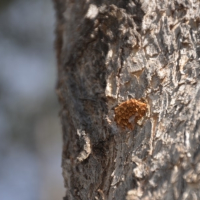 Hexagonia vesparia (Wasp Nest Polypore) at Wamboin, NSW - 20 Apr 2020 by natureguy