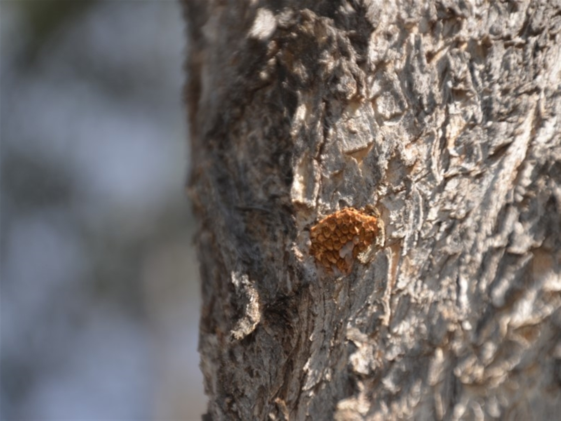 Hexagonia vesparia at Wamboin, NSW - 20 Apr 2020 06:34 PM