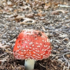 Amanita muscaria (Fly Agaric) at Kambah, ACT - 18 May 2020 by HelenCross