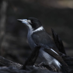 Cracticus torquatus (Grey Butcherbird) at Mount Ainslie - 18 May 2020 by jb2602