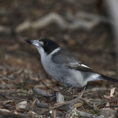 Cracticus torquatus at Majura, ACT - 18 May 2020 03:47 PM