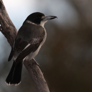 Cracticus torquatus at Majura, ACT - 18 May 2020 03:47 PM