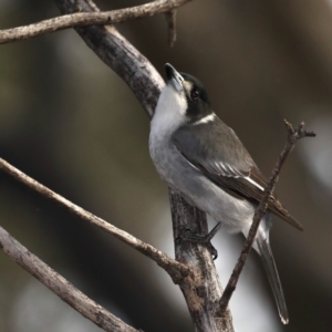 Cracticus torquatus at Majura, ACT - 18 May 2020