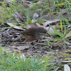 Sericornis frontalis (White-browed Scrubwren) at Red Hill Nature Reserve - 19 May 2020 by JackyF