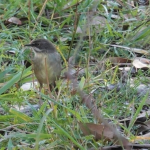 Sericornis frontalis at Deakin, ACT - 19 May 2020