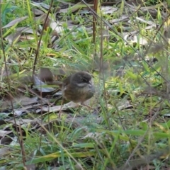 Sericornis frontalis at Deakin, ACT - 19 May 2020