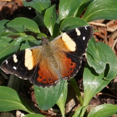 Vanessa itea (Yellow Admiral) at Hughes, ACT - 18 May 2020 by JackyF