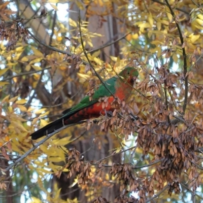 Alisterus scapularis (Australian King-Parrot) at Deakin, ACT - 19 May 2020 by JackyF