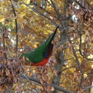 Alisterus scapularis at Deakin, ACT - 19 May 2020