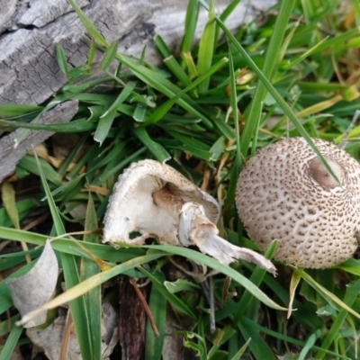 Macrolepiota sp. at Red Hill Nature Reserve - 19 May 2020 by JackyF