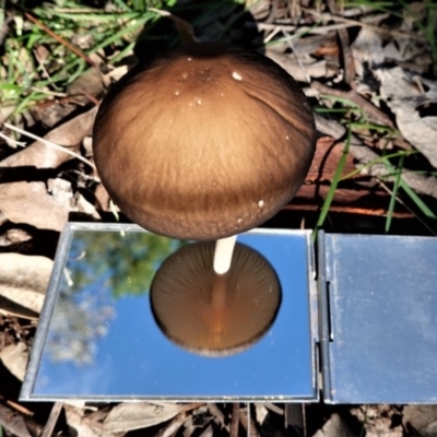 Oudemansiella gigaspora group (Rooting Shank) at Red Hill Nature Reserve - 19 May 2020 by JackyF