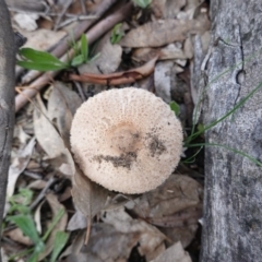 Macrolepiota sp. at Red Hill Nature Reserve - 18 May 2020 by JackyF