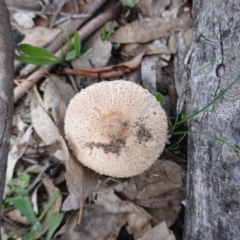 Macrolepiota sp. at Deakin, ACT - 18 May 2020 by JackyF