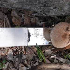 Macrolepiota sp. at Deakin, ACT - 18 May 2020