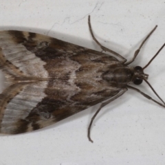 Hellula hydralis (Cabbage Centre Moth) at Ainslie, ACT - 18 May 2020 by jbromilow50