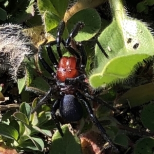 Missulena occatoria at Tuggeranong DC, ACT - 19 May 2020