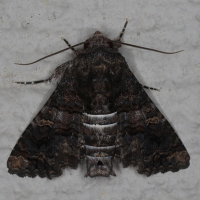 Pataeta carbo (Dark Euteliid) at Ainslie, ACT - 18 May 2020 by jb2602