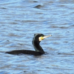 Phalacrocorax carbo (Great Cormorant) at Coombs, ACT - 8 May 2020 by HelenCross